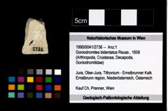 Foto (Objekt + Etikett) von Goniodromites bidentatus (Reuss, 1858)  (NHMW-GEO-1990-0041-2736)